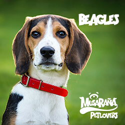 Lee más sobre el artículo Beagle