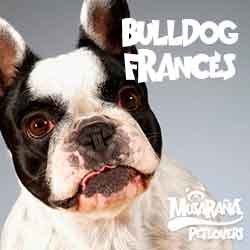 Lee más sobre el artículo Bulldog Francés