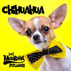 Lee más sobre el artículo Chihuahua