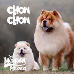Lee más sobre el artículo Chow Chow