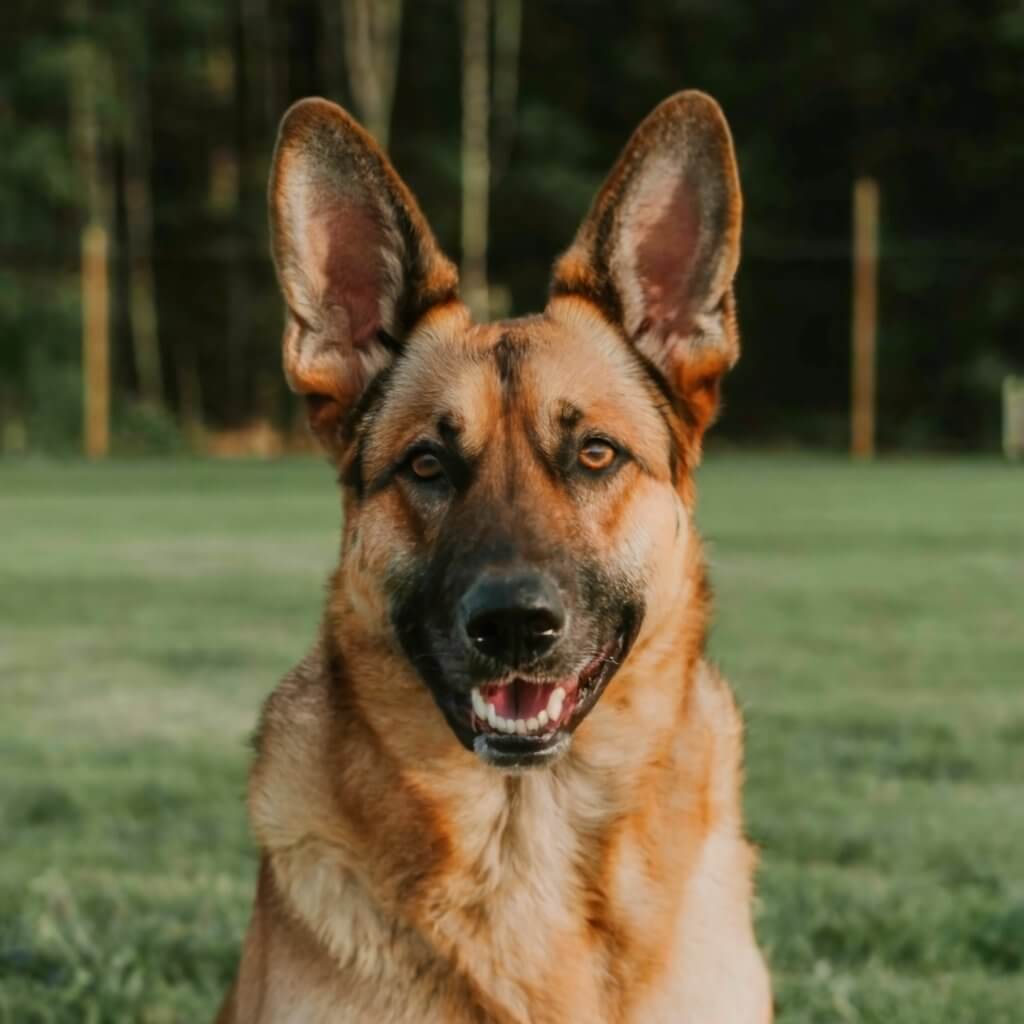 perros raza German Shepherd