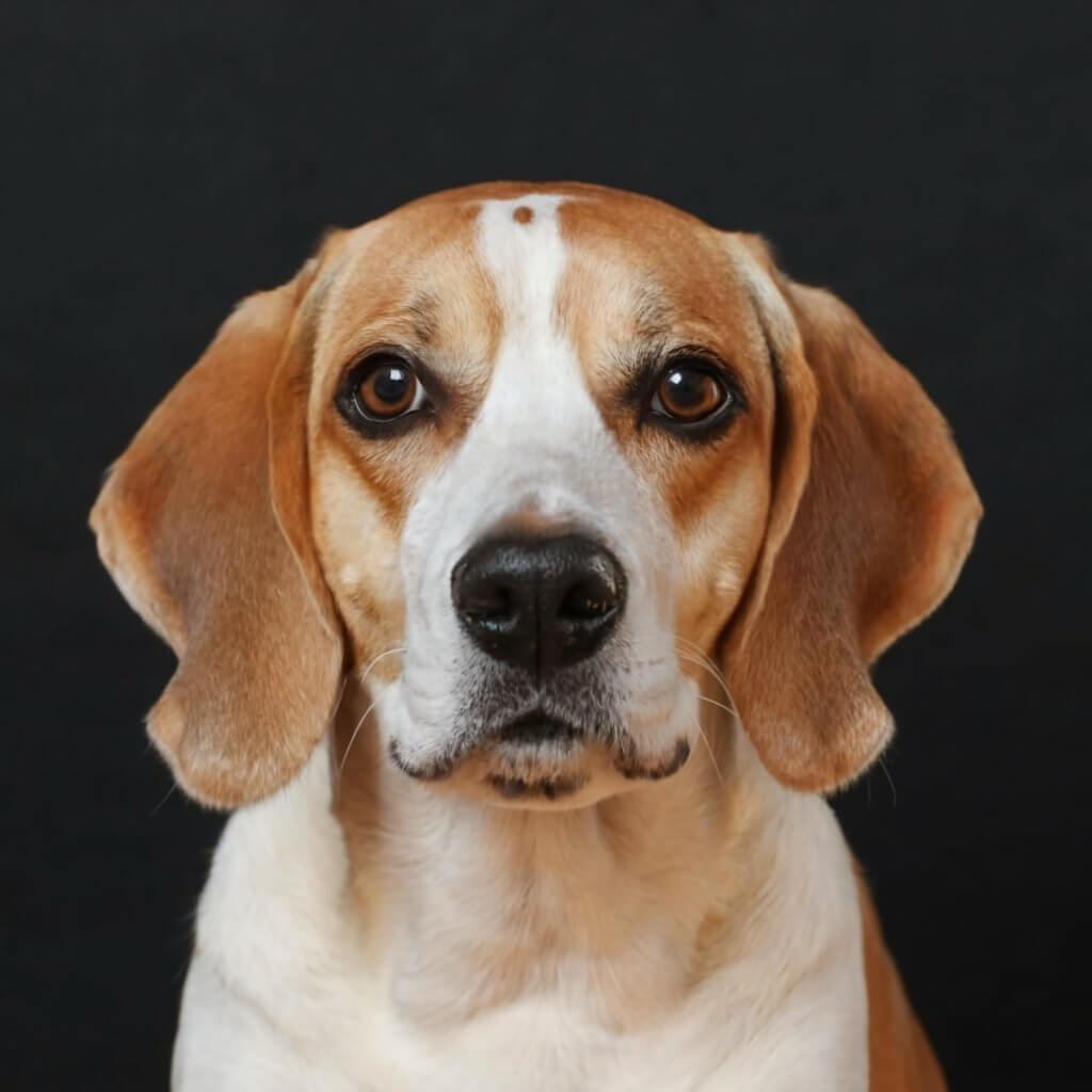 raza beagle