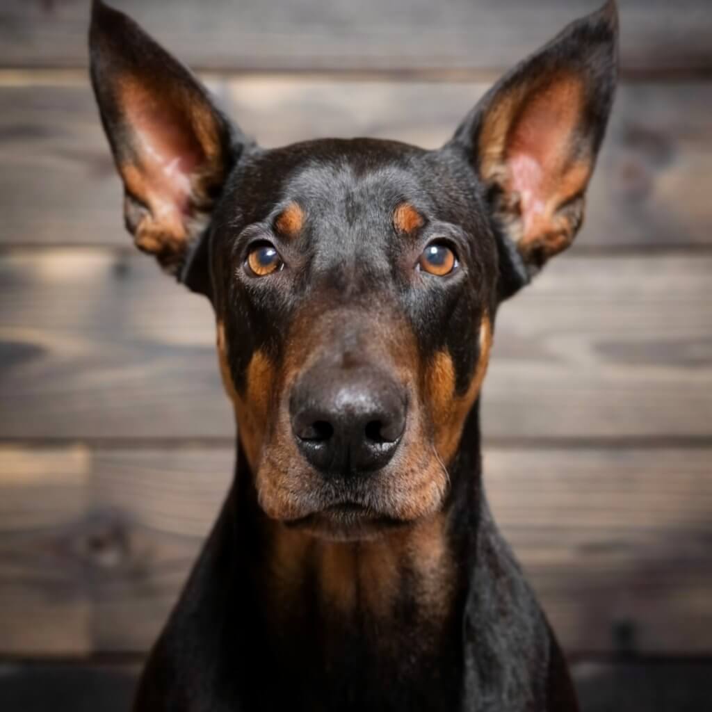 perros raza perros raza doberman