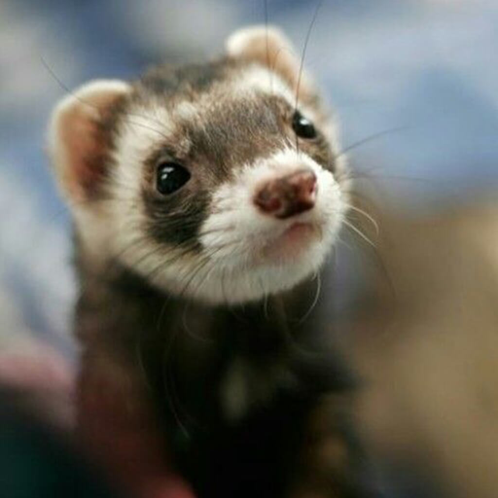 Lee más sobre el artículo Hurón